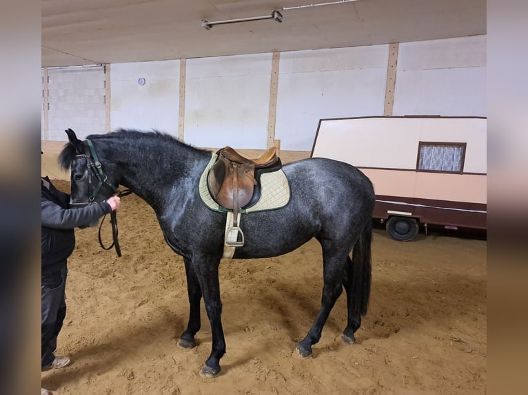 Koń meklemburski Klacz 4 lat 164 cm Siwa in Jaebetz