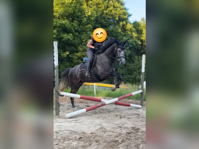 Koń meklemburski Klacz 4 lat 166 cm Karosiwa in Rubkow