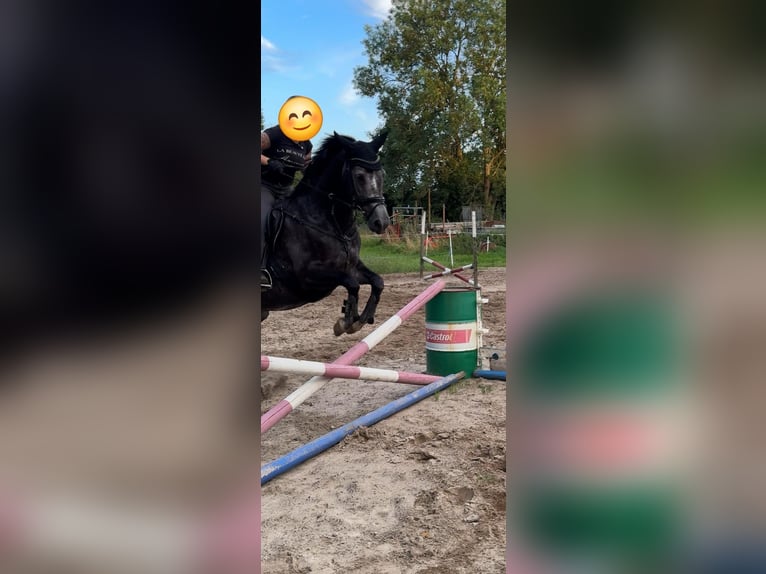 Koń meklemburski Klacz 4 lat 166 cm Karosiwa in Rubkow