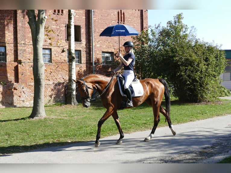 Koń meklemburski Klacz 4 lat 167 cm Gniada in Ganschow