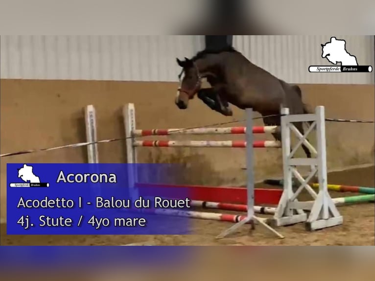 Koń meklemburski Klacz 4 lat 168 cm Gniada in Gadow