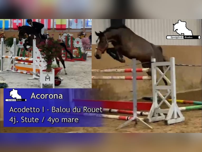 Koń meklemburski Klacz 4 lat 168 cm Gniada in Gadow