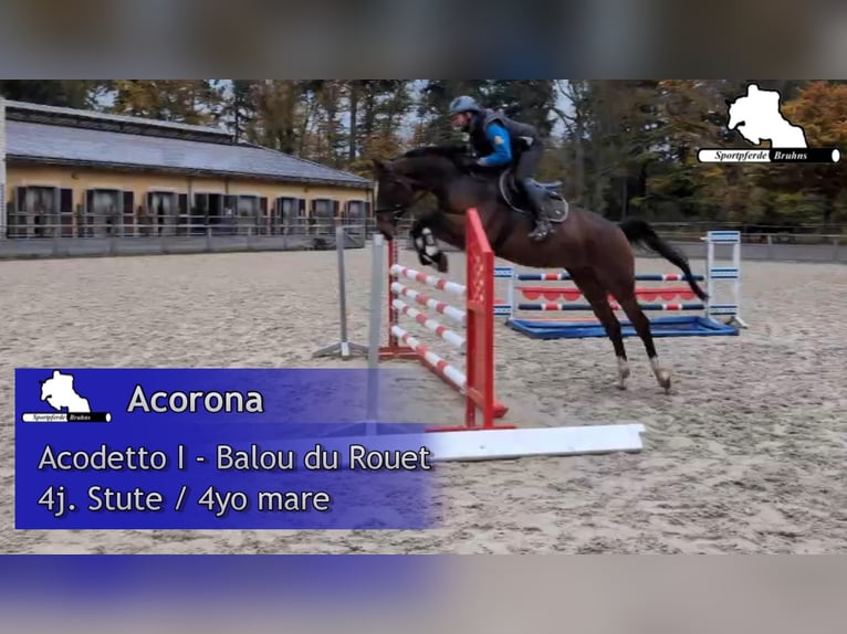 Koń meklemburski Klacz 4 lat 168 cm Gniada in Gadow