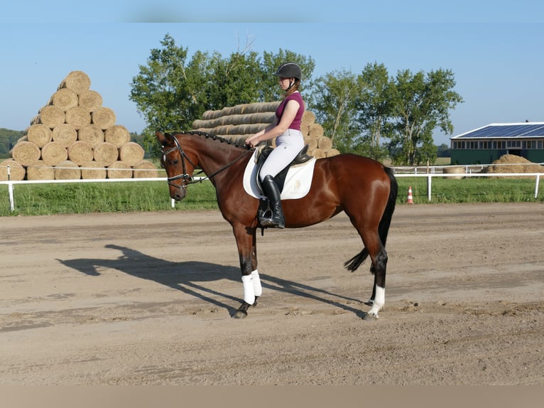 Koń meklemburski Klacz 4 lat 168 cm Gniada in Ganschow