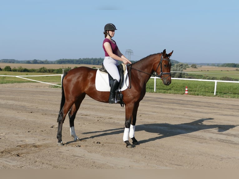 Koń meklemburski Klacz 4 lat 168 cm Gniada in Ganschow