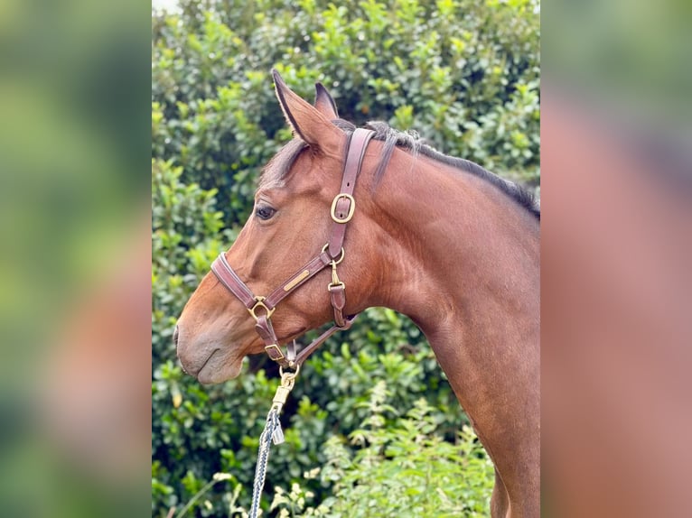 Koń meklemburski Klacz 4 lat 175 cm Gniada in Ratingen