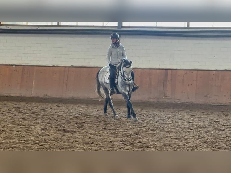 Koń meklemburski Klacz 5 lat 160 cm Siwa jabłkowita in Grevenbroich