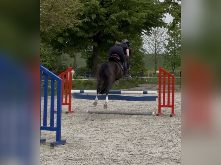 Koń meklemburski Klacz 5 lat 160 cm Skarogniada in Waren (Müritz)