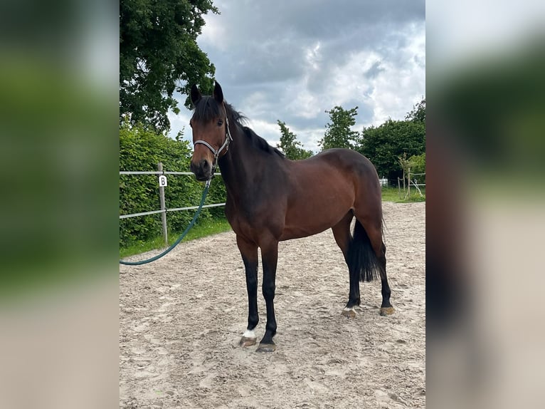 Koń meklemburski Klacz 5 lat 163 cm Gniada in Elze