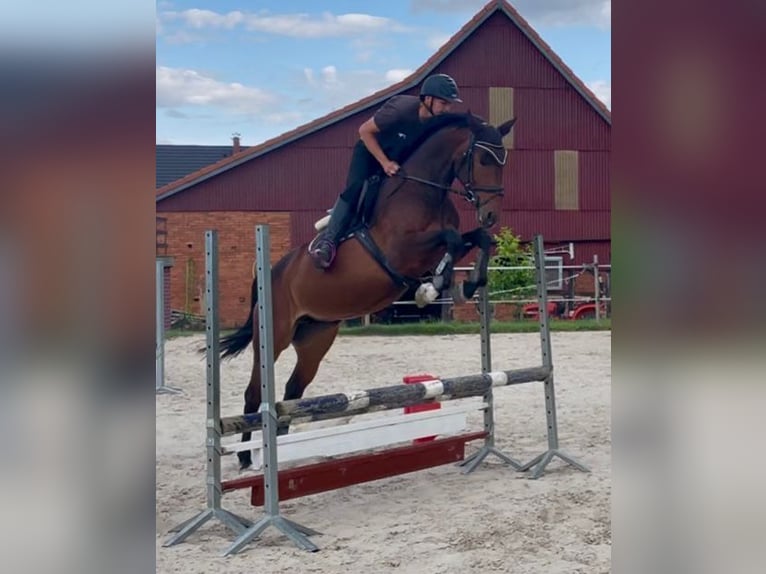 Koń meklemburski Klacz 5 lat 163 cm Gniada in Elze