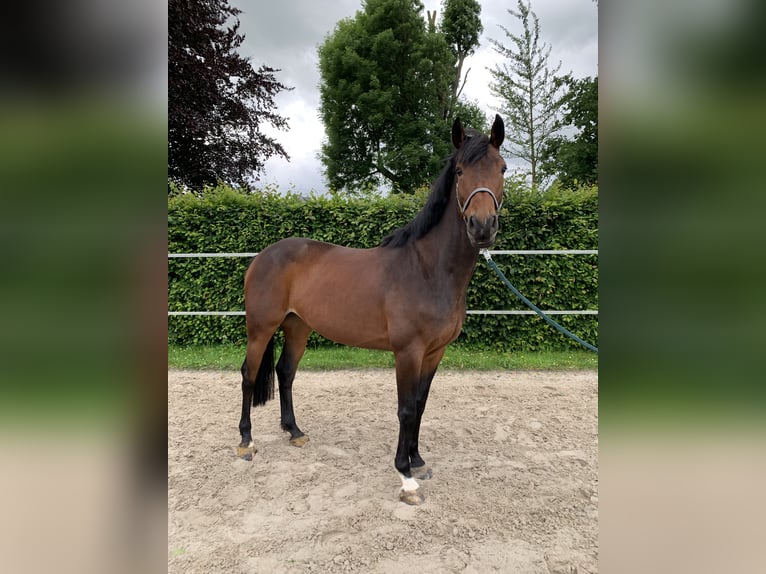 Koń meklemburski Klacz 5 lat 163 cm Gniada in Elze