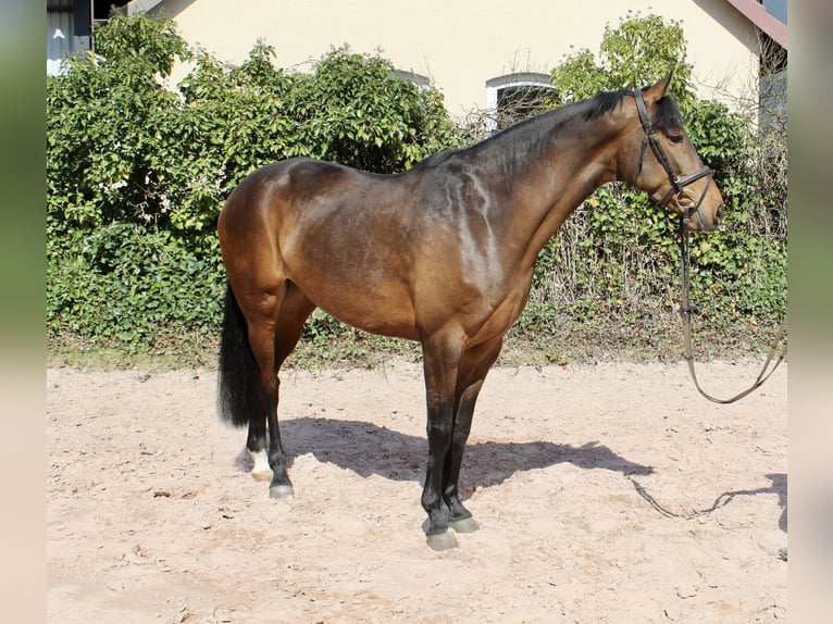 Koń meklemburski Klacz 5 lat 164 cm Gniada in Sonnefeld