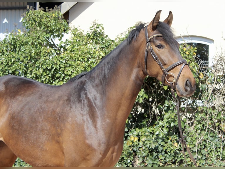 Koń meklemburski Klacz 5 lat 164 cm Gniada in Sonnefeld