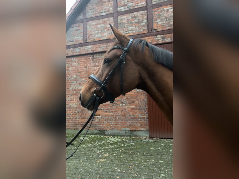 Koń meklemburski Klacz 5 lat 165 cm Ciemnogniada in Lachendorf