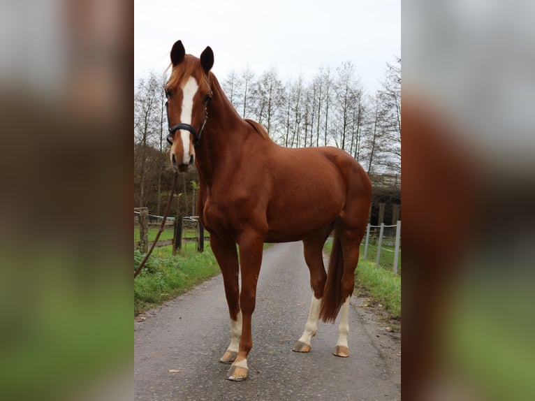 Koń meklemburski Klacz 5 lat 167 cm Kasztanowata in Herford