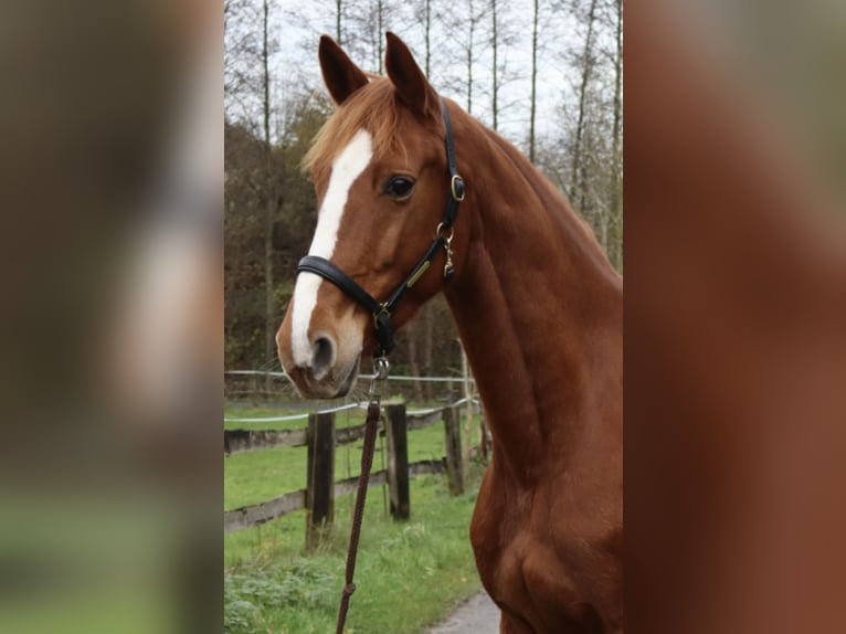 Koń meklemburski Klacz 5 lat 167 cm Kasztanowata in Herford