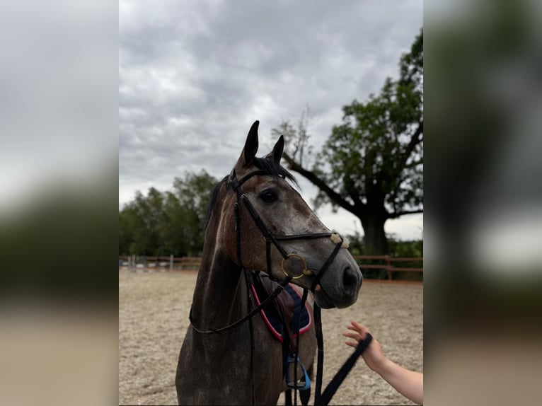 Koń meklemburski Klacz 5 lat 169 cm Siwa in Flöthe