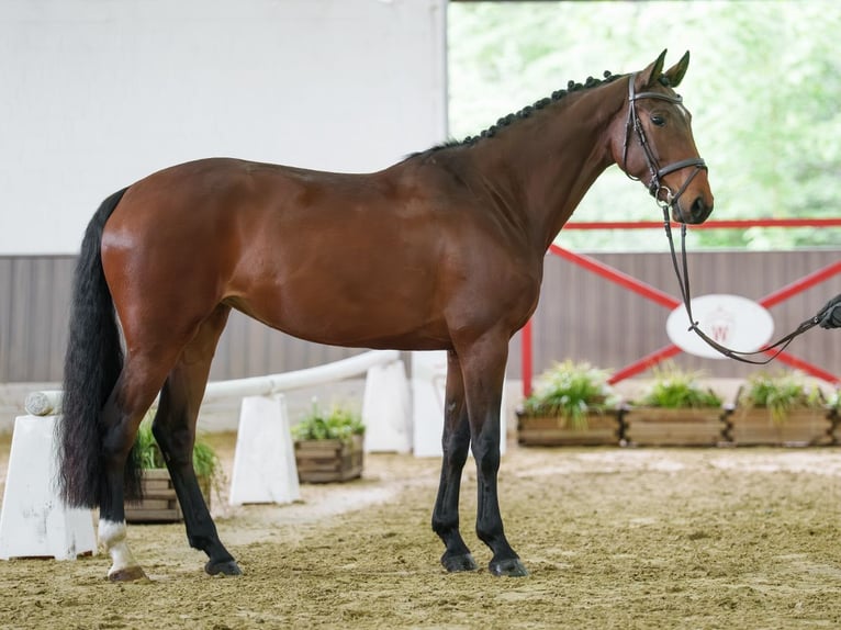 Koń meklemburski Klacz 5 lat 170 cm Gniada in Münster-Handorf