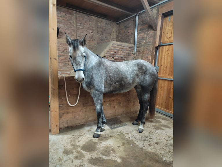 Koń meklemburski Klacz 5 lat 170 cm Siwa jabłkowita in Netzschkau