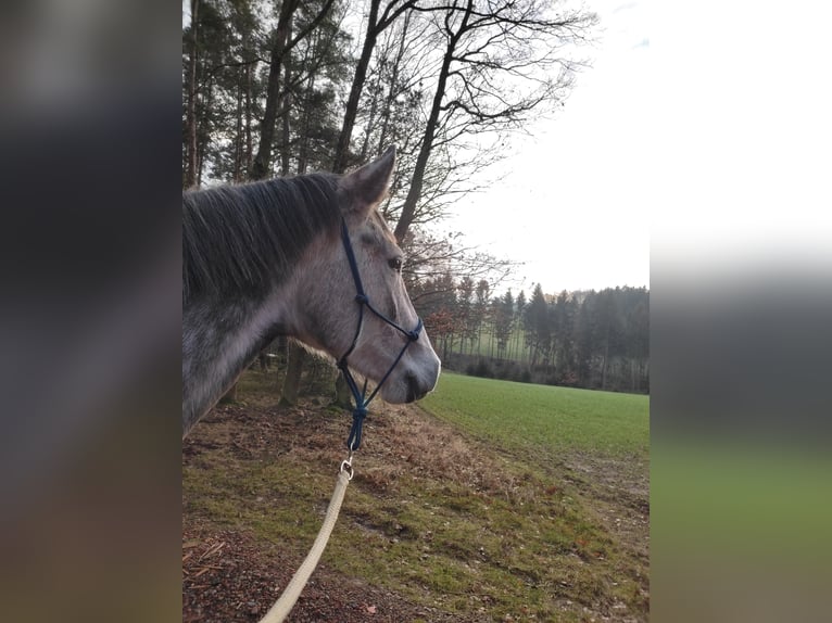 Koń meklemburski Klacz 5 lat 170 cm Siwa jabłkowita in Netzschkau