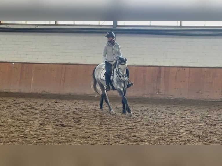 Koń meklemburski Klacz 6 lat 160 cm Siwa jabłkowita in Grevenbroich