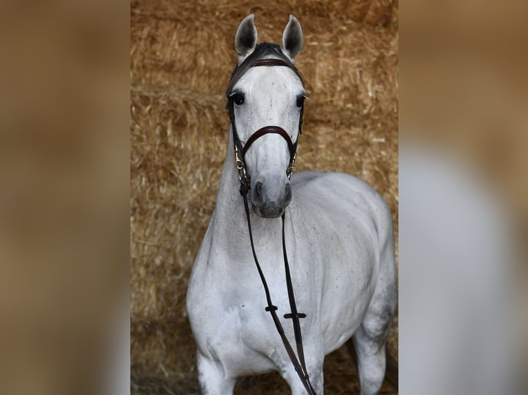 Koń meklemburski Klacz 6 lat 162 cm Siwa in Geilenkirchen