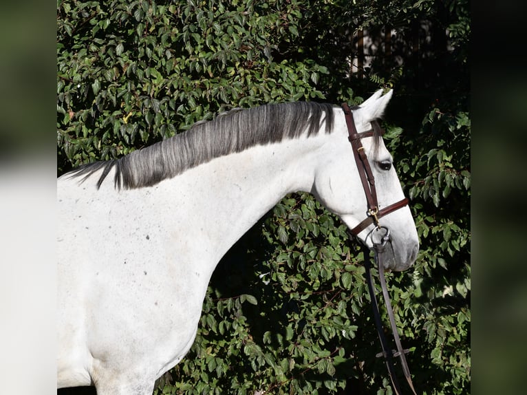 Koń meklemburski Klacz 6 lat 162 cm Siwa in Geilenkirchen