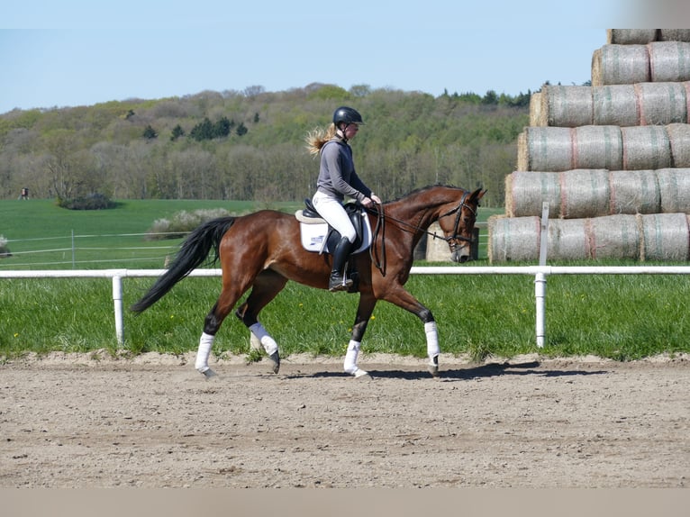 Koń meklemburski Klacz 6 lat 164 cm Gniada in Ganschow