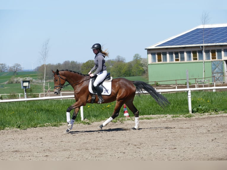 Koń meklemburski Klacz 6 lat 164 cm Gniada in Ganschow