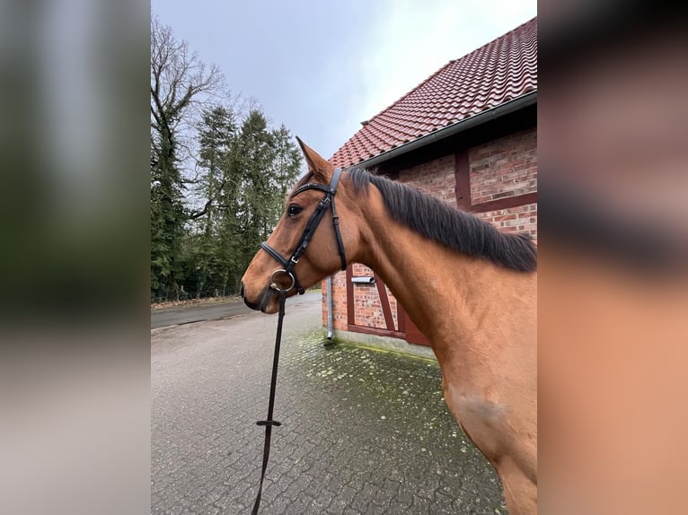 Koń meklemburski Klacz 6 lat 165 cm Gniada in Lachendorf