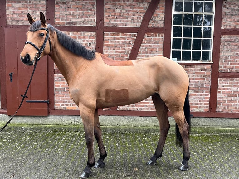 Koń meklemburski Klacz 6 lat 165 cm Gniada in Lachendorf