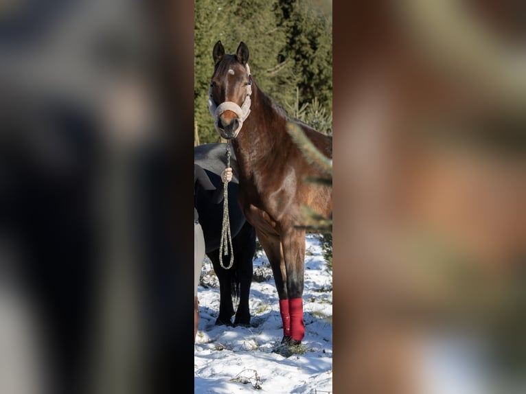 Koń meklemburski Klacz 6 lat 165 cm Gniada in Kreuzen