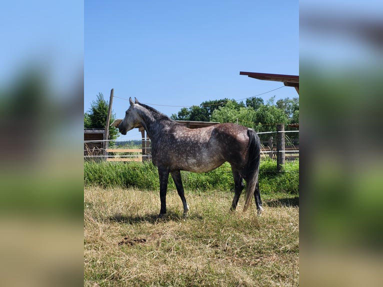 Koń meklemburski Klacz 6 lat 165 cm Siwa jabłkowita in Reichertshofen