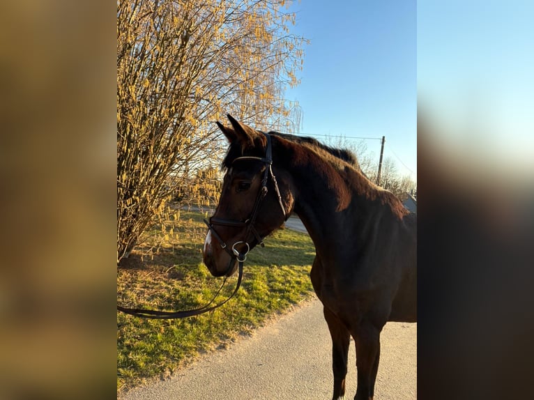 Koń meklemburski Klacz 6 lat 168 cm Gniada in Ostrau