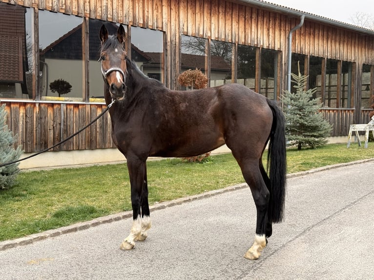 Koń meklemburski Klacz 6 lat 168 cm Gniada in Ostrau
