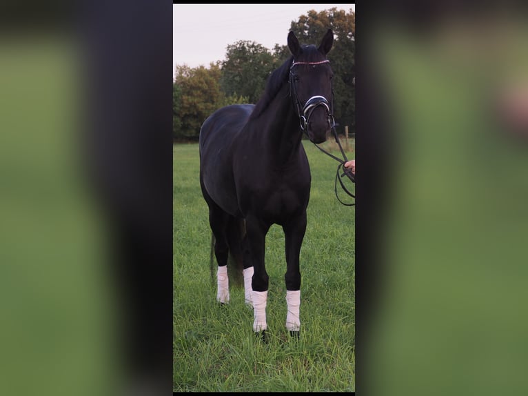 Koń meklemburski Klacz 6 lat 168 cm Kara in Neustadt-Glewe