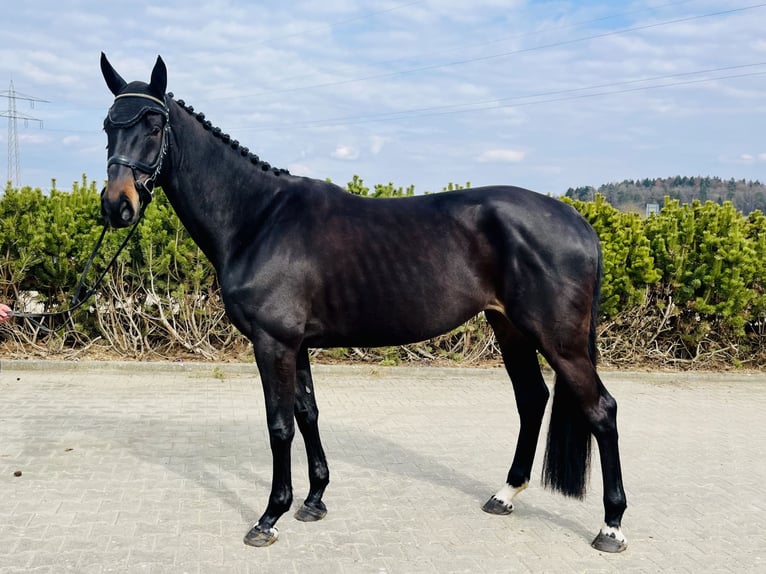 Koń meklemburski Klacz 6 lat 169 cm Ciemnogniada in Sauldorf-Boll