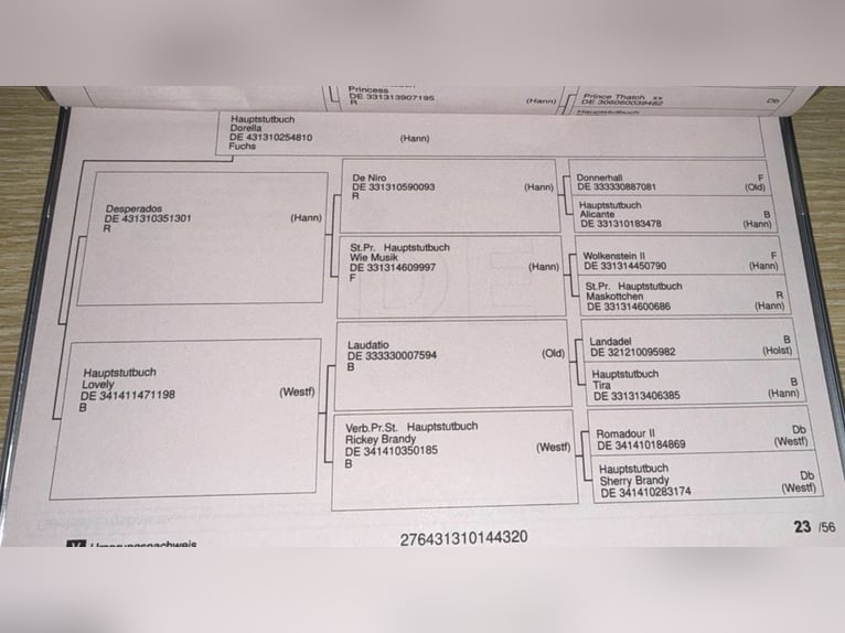 Koń meklemburski Klacz 6 lat 170 cm Gniada in Damm