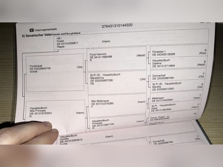 Koń meklemburski Klacz 6 lat 170 cm Gniada in Damm