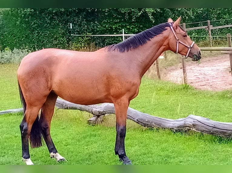 Koń meklemburski Klacz 6 lat 170 cm Gniada in Rostock