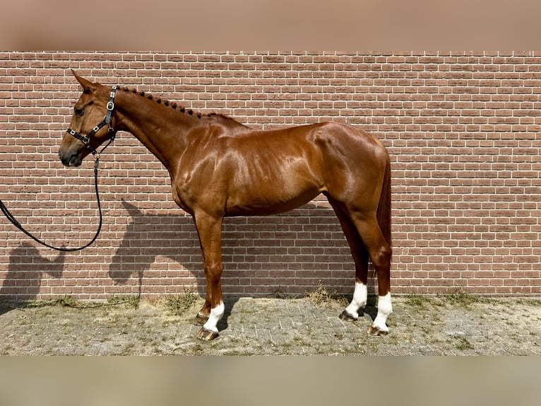 Koń meklemburski Klacz 6 lat 170 cm Kasztanowata in Elsdorf