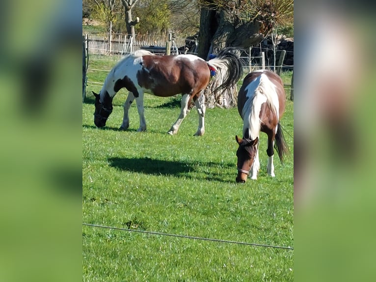 Koń meklemburski Klacz 7 lat 160 cm Srokata in Neuenkirchen
