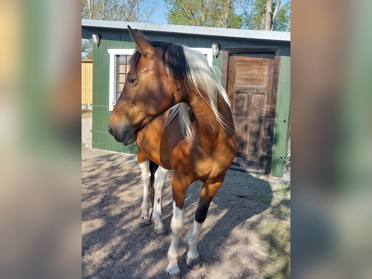 Koń meklemburski Klacz 7 lat 160 cm Srokata in Neuenkirchen