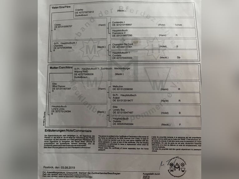 Koń meklemburski Klacz 7 lat 165 cm Kara in Gribow
