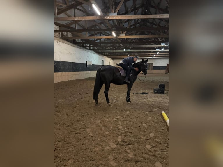 Koń meklemburski Klacz 7 lat 165 cm Kara in Gribow