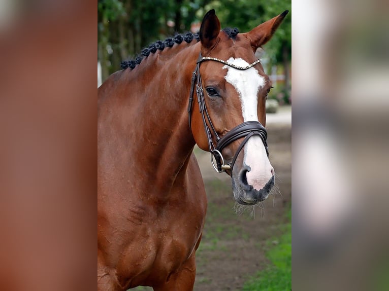 Koń meklemburski Klacz 7 lat 168 cm Jasnogniada in Bad Wörishofen