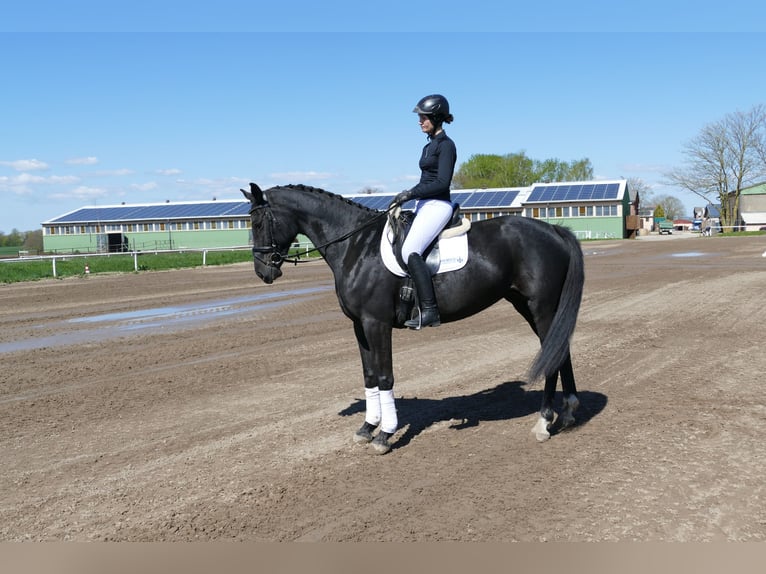 Koń meklemburski Klacz 7 lat 168 cm Kara in Ganschow