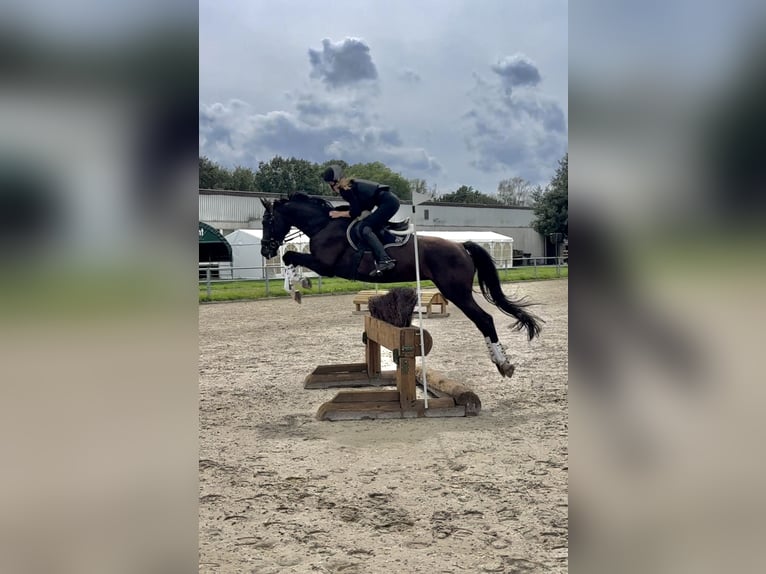 Koń meklemburski Klacz 8 lat 165 cm Kara in Erkrath