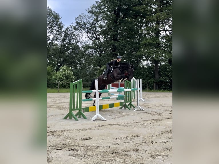 Koń meklemburski Klacz 8 lat 165 cm Kara in Erkrath