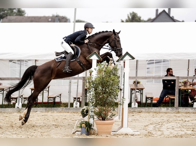 Koń meklemburski Klacz 8 lat 165 cm Kara in Erkrath